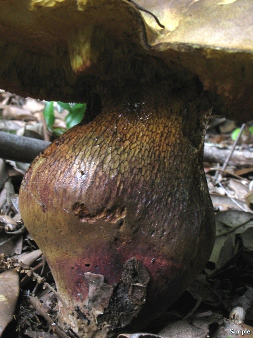 Boletus luridus lucido